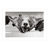 Bear Skin (Print Only) thumbnail
