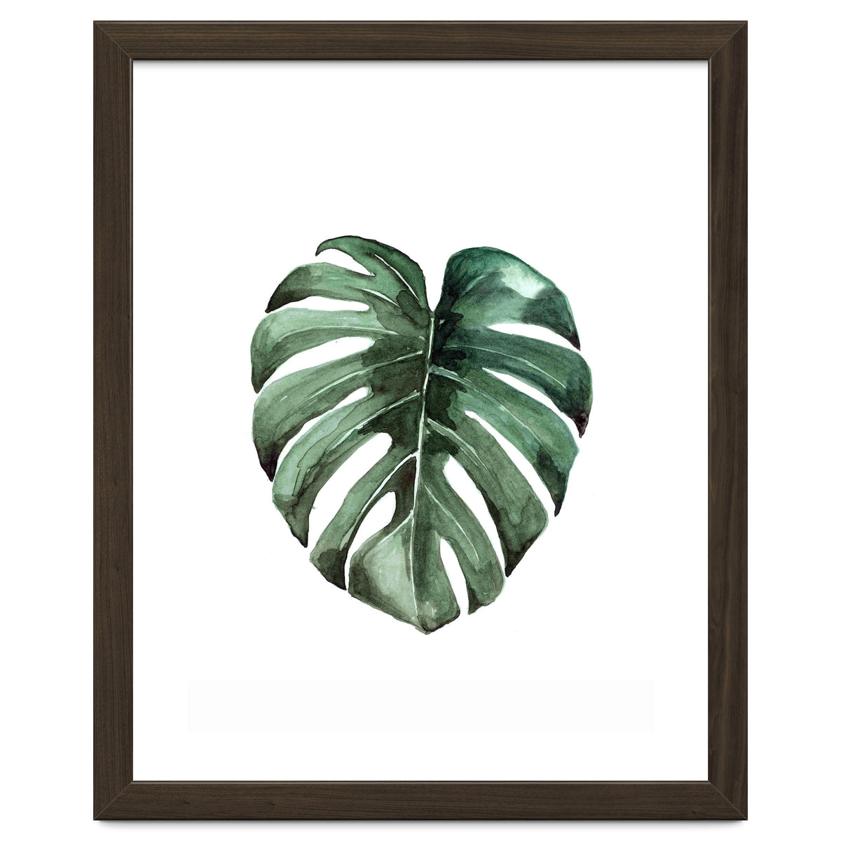 Botanical Illustration Monstera Deliciosa