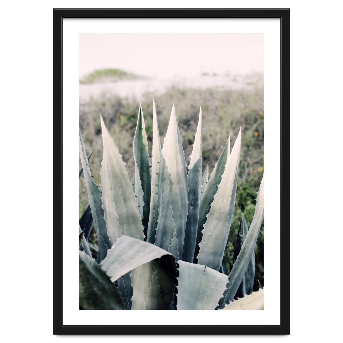 Pale Agave