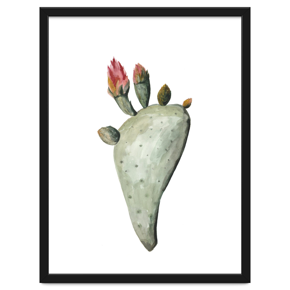 Botanical Illustration Cactus Flowers