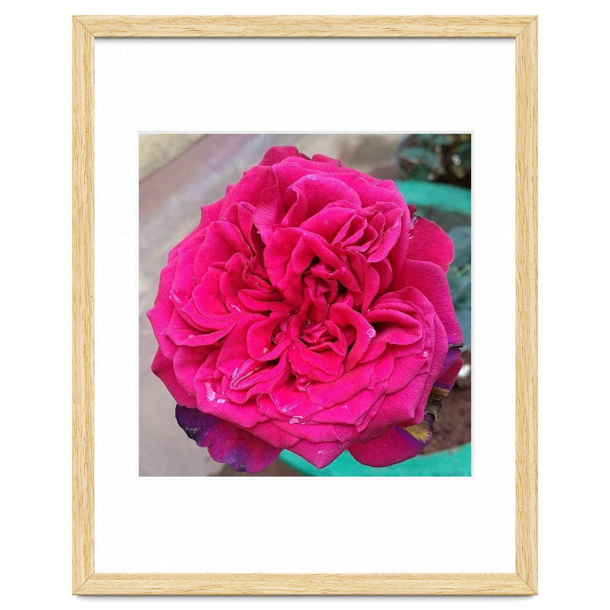 Beautiful Fragrant Rose