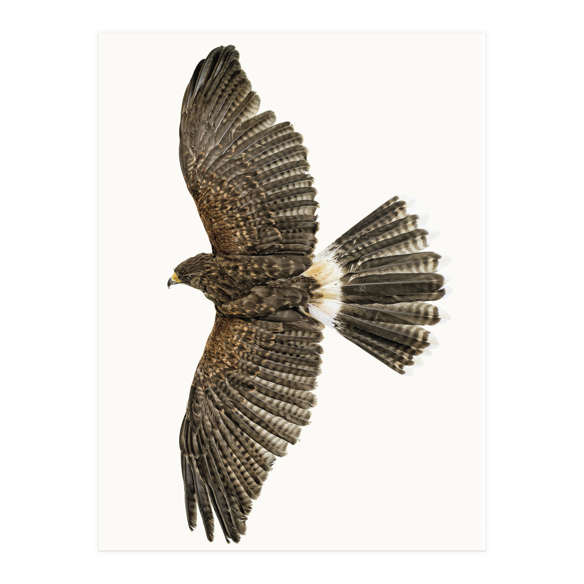 Cc Birds 09 (Print Only)