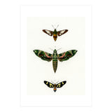 Different types of moths illustrated  (Print Only) thumbnail