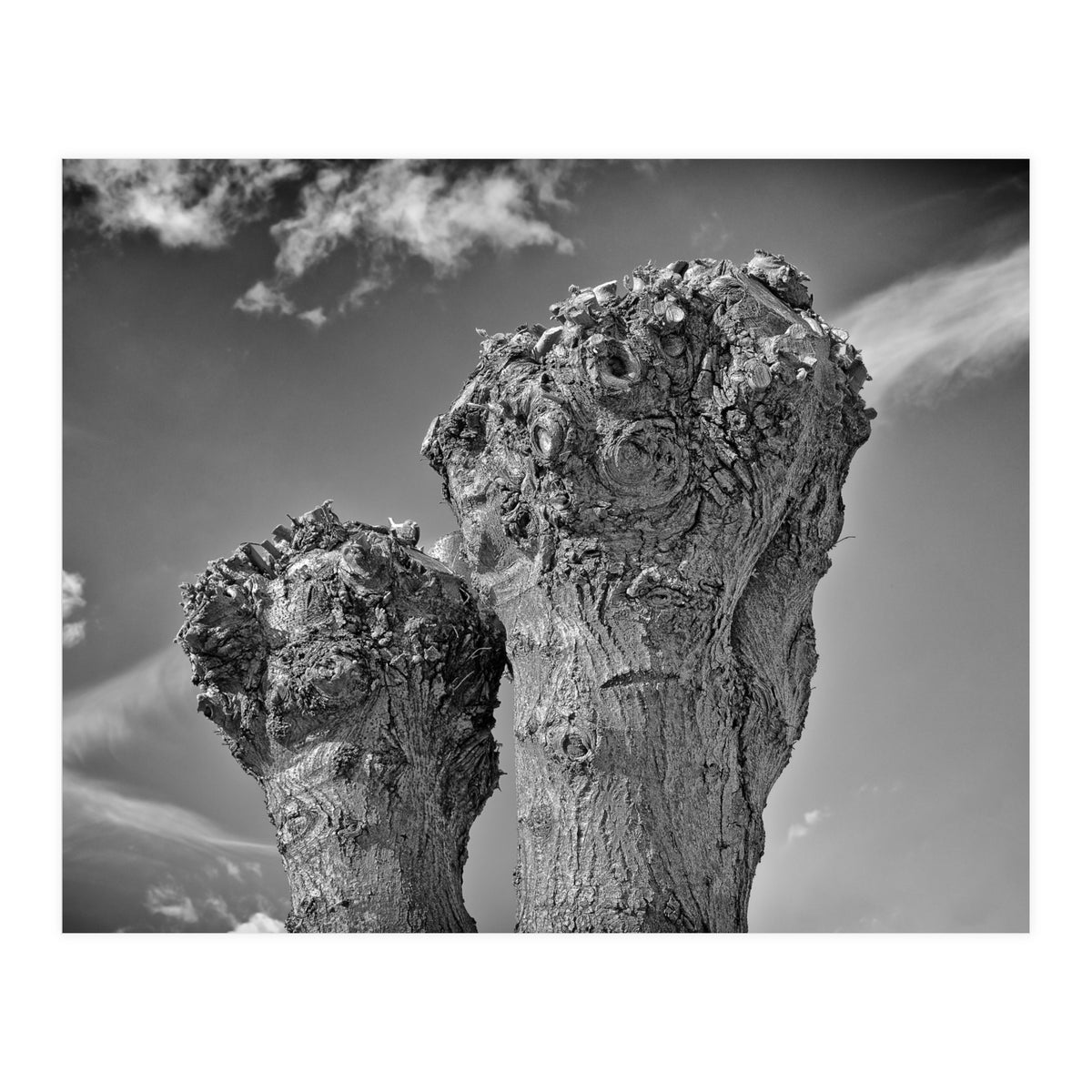 Cut down 2 (Print Only)