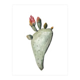 Botanical Illustration Cactus Flowers (Print Only) thumbnail