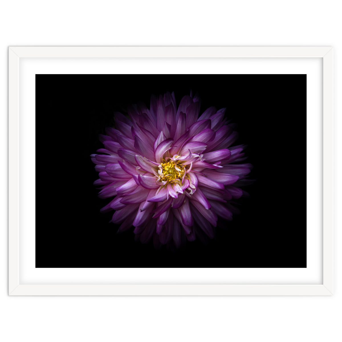 Backyard Flowers 20 Color Version