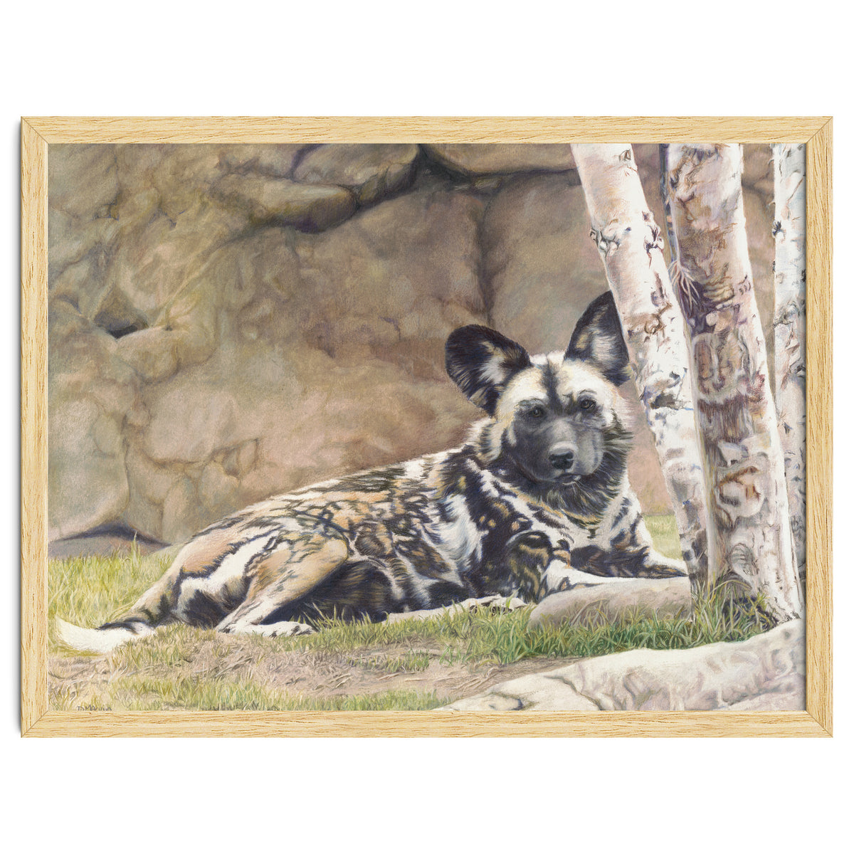 Afican Painted Dog IV - Imara
