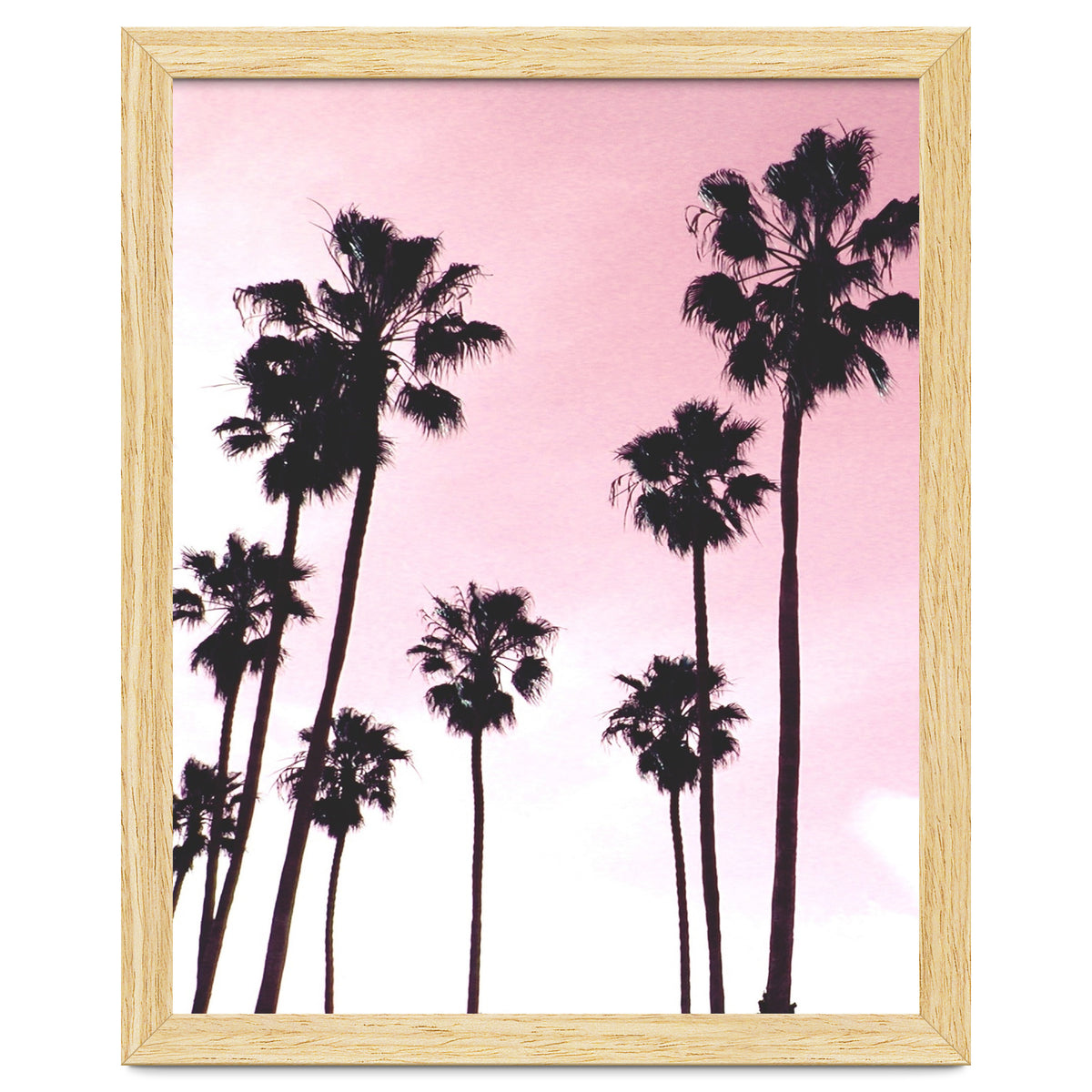 Palms & Sunset