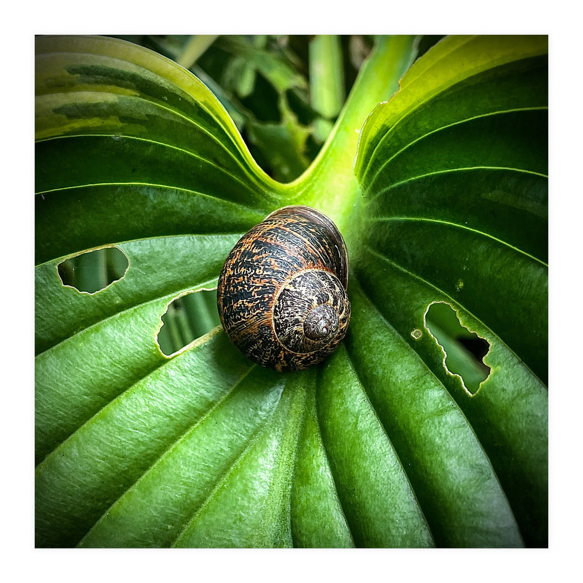 Snail on a hosta leaf (Print Only)
