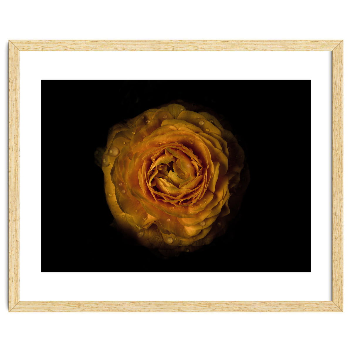 Backyard Flowers No 73 Color Version