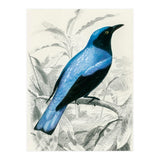 Square-tailed drongo illustrated (Print Only) thumbnail