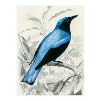 Square-tailed drongo illustrated (Print Only)