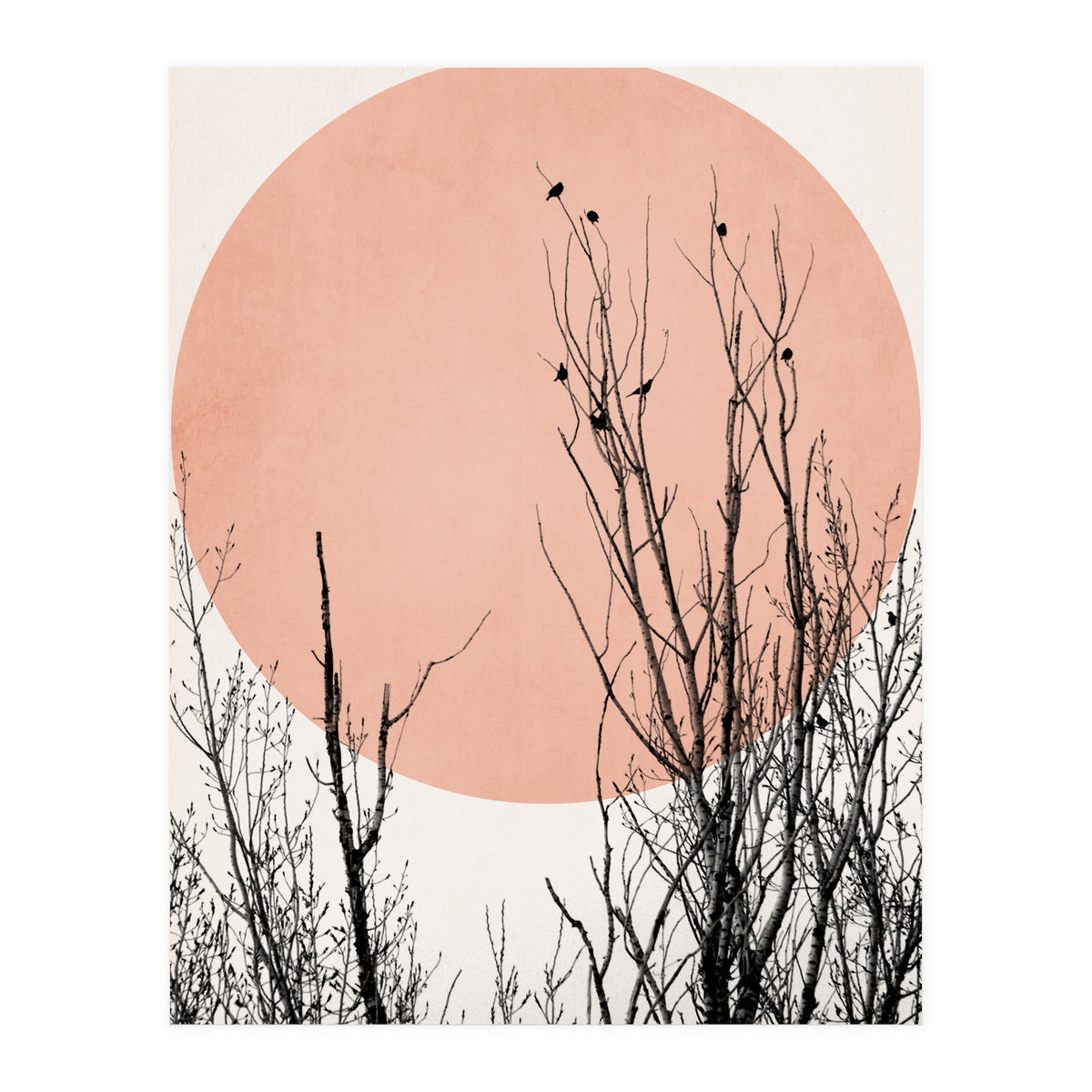 Sunset Dreams Rose (Print Only)