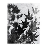 Leaves #2 (Print Only) thumbnail