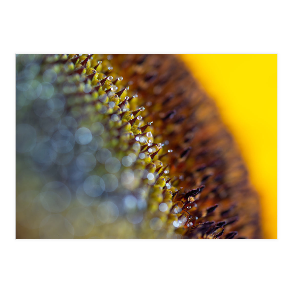 Bumblebee (Print Only)