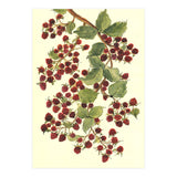 Raspberry (Print Only) thumbnail