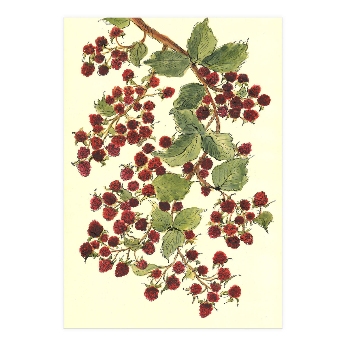 Raspberry (Print Only)