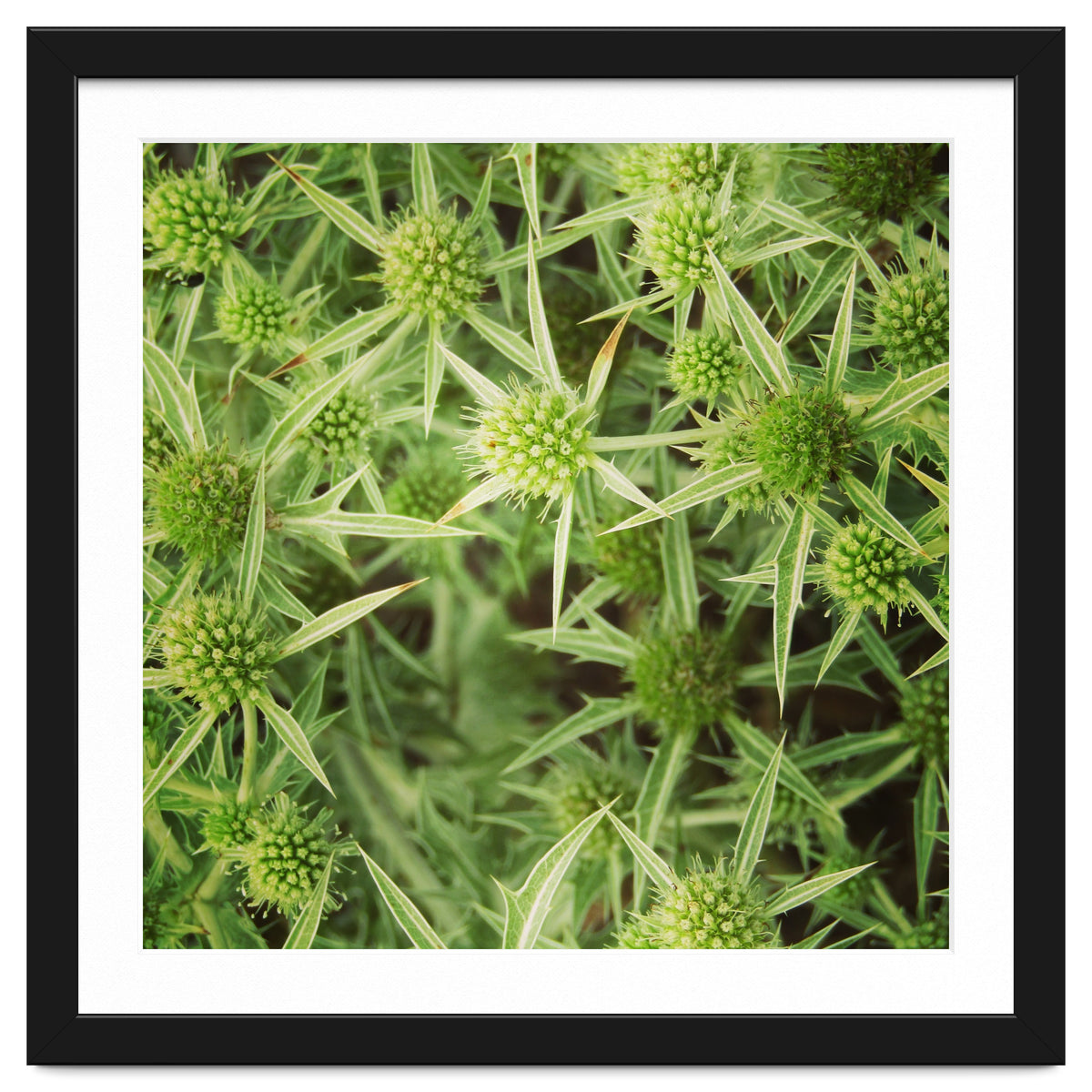 Green thistles