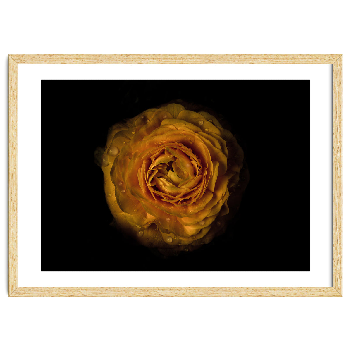 Backyard Flowers No 73 Color Version