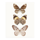 Cc Butterflies 06 (Print Only) thumbnail