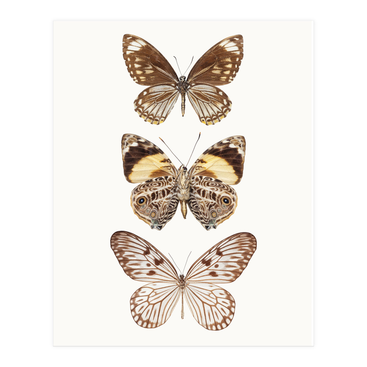 Cc Butterflies 06 (Print Only)