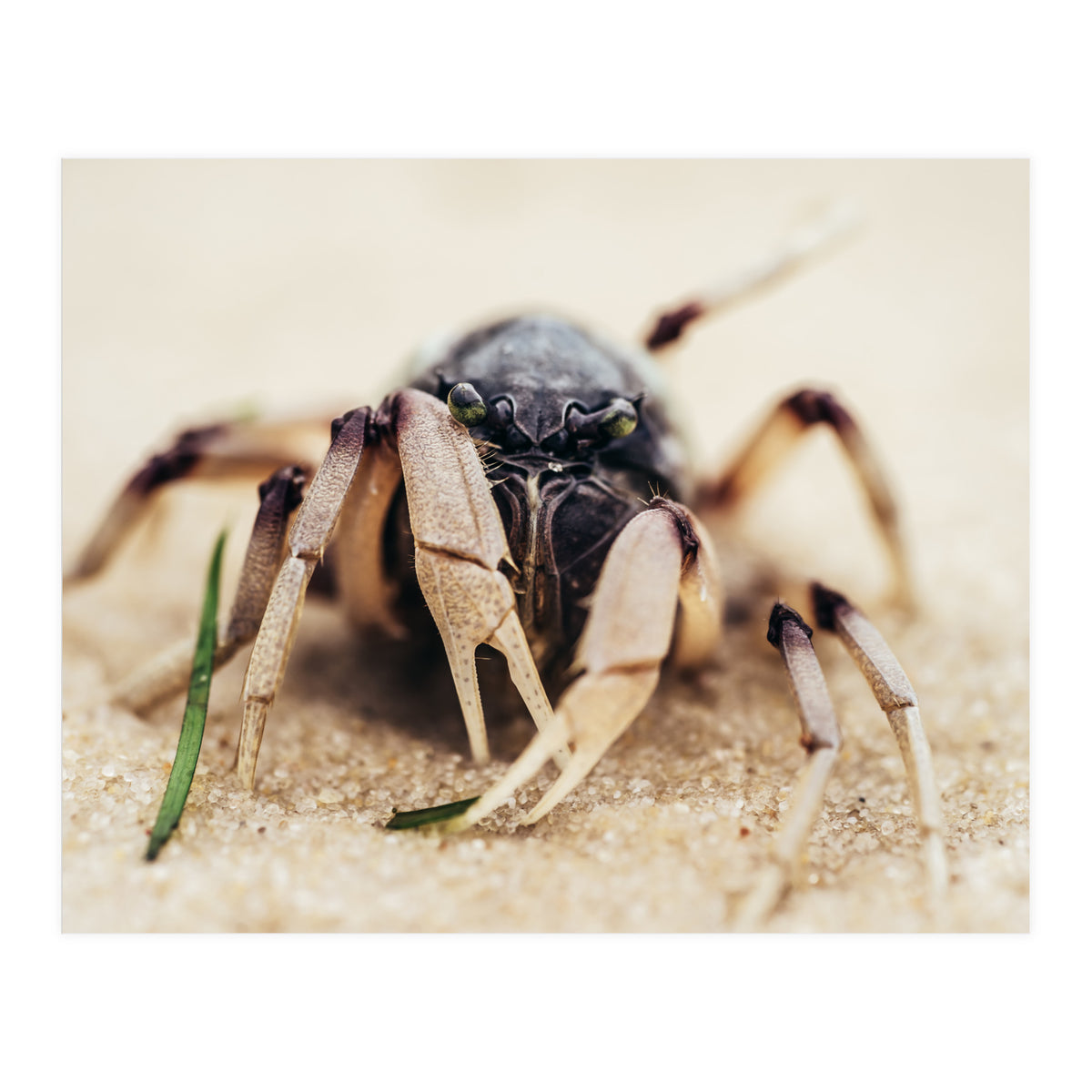 Almond Beach (Print Only)