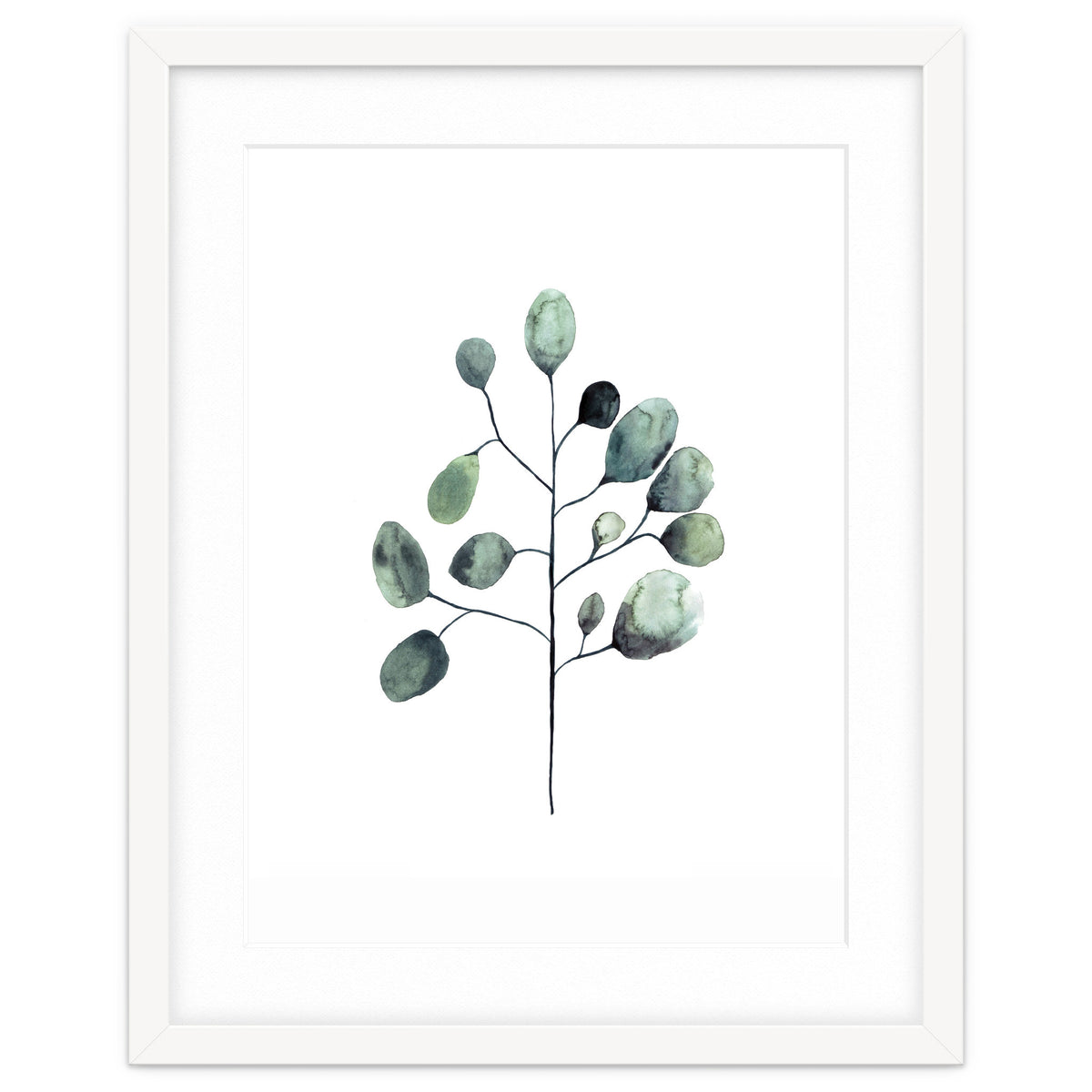 Botanical Illustration Eukalyptus