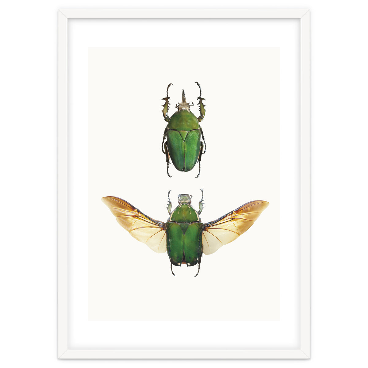 Cc Insects 02