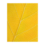 Autumn Leaf (Print Only) thumbnail