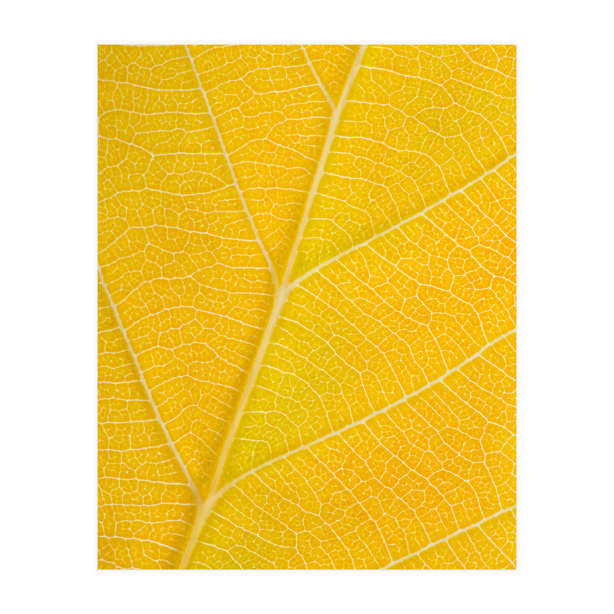 Autumn Leaf (Print Only)