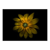 Backyard Flowers No 34 Color Version (Print Only) thumbnail
