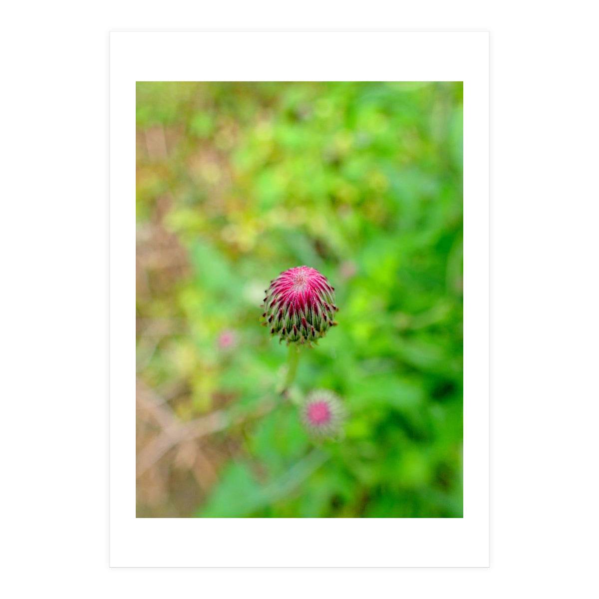 Eye Bud (Print Only)