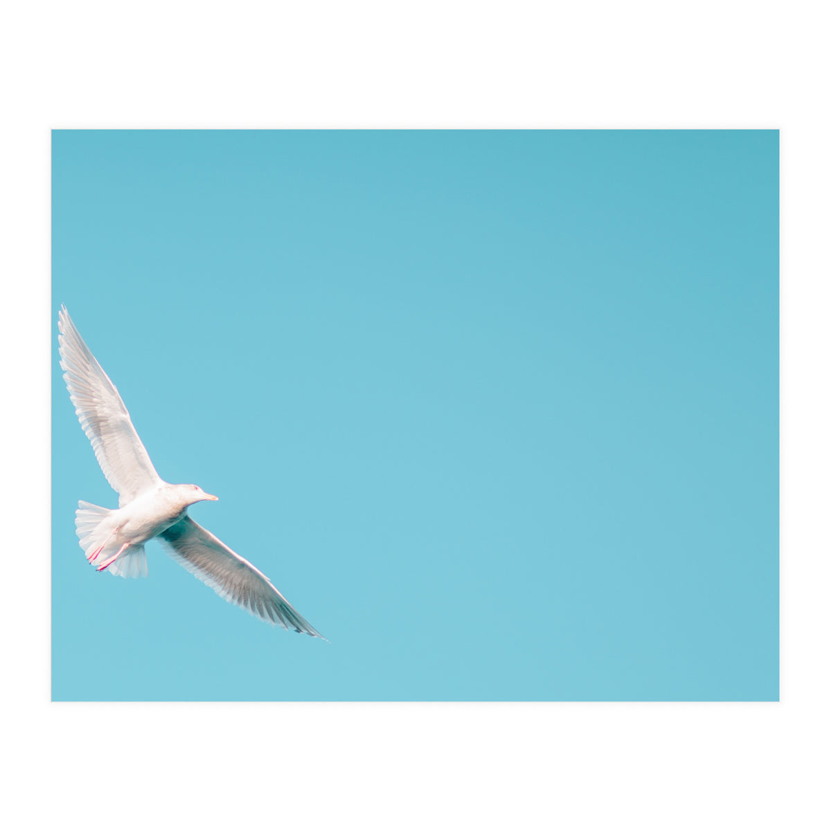 Seagull (Print Only)
