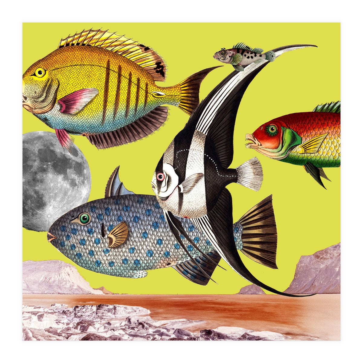 Plenty Of Fish In The Sea Yellow (Print Only)