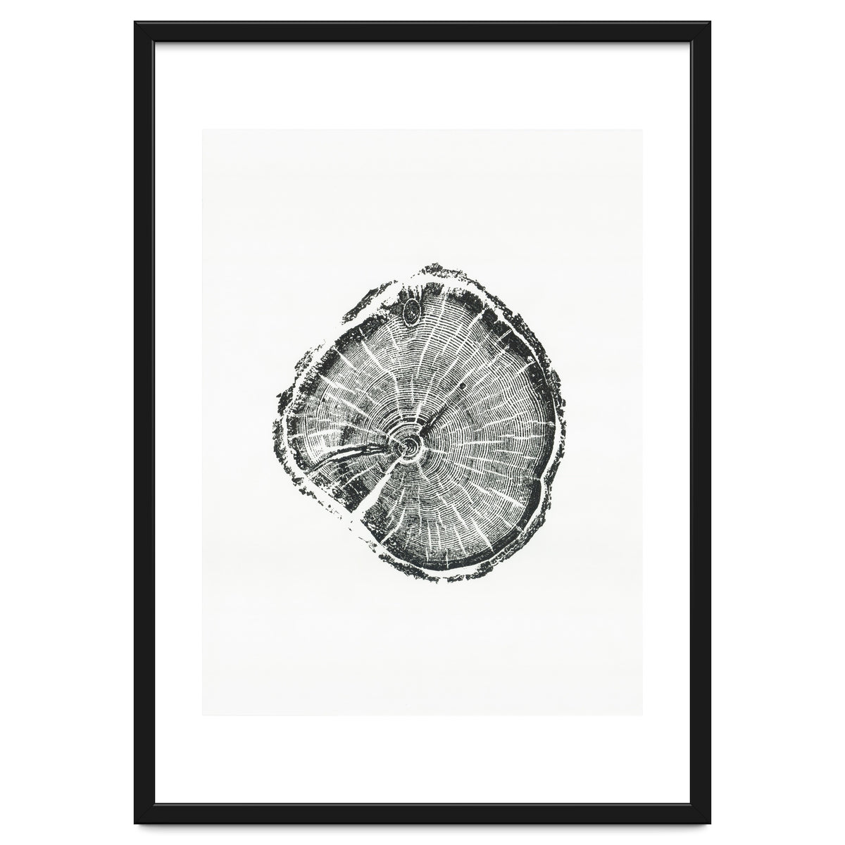 Tree Ring Print, Albion Basin, Utah, Pine Tree Print