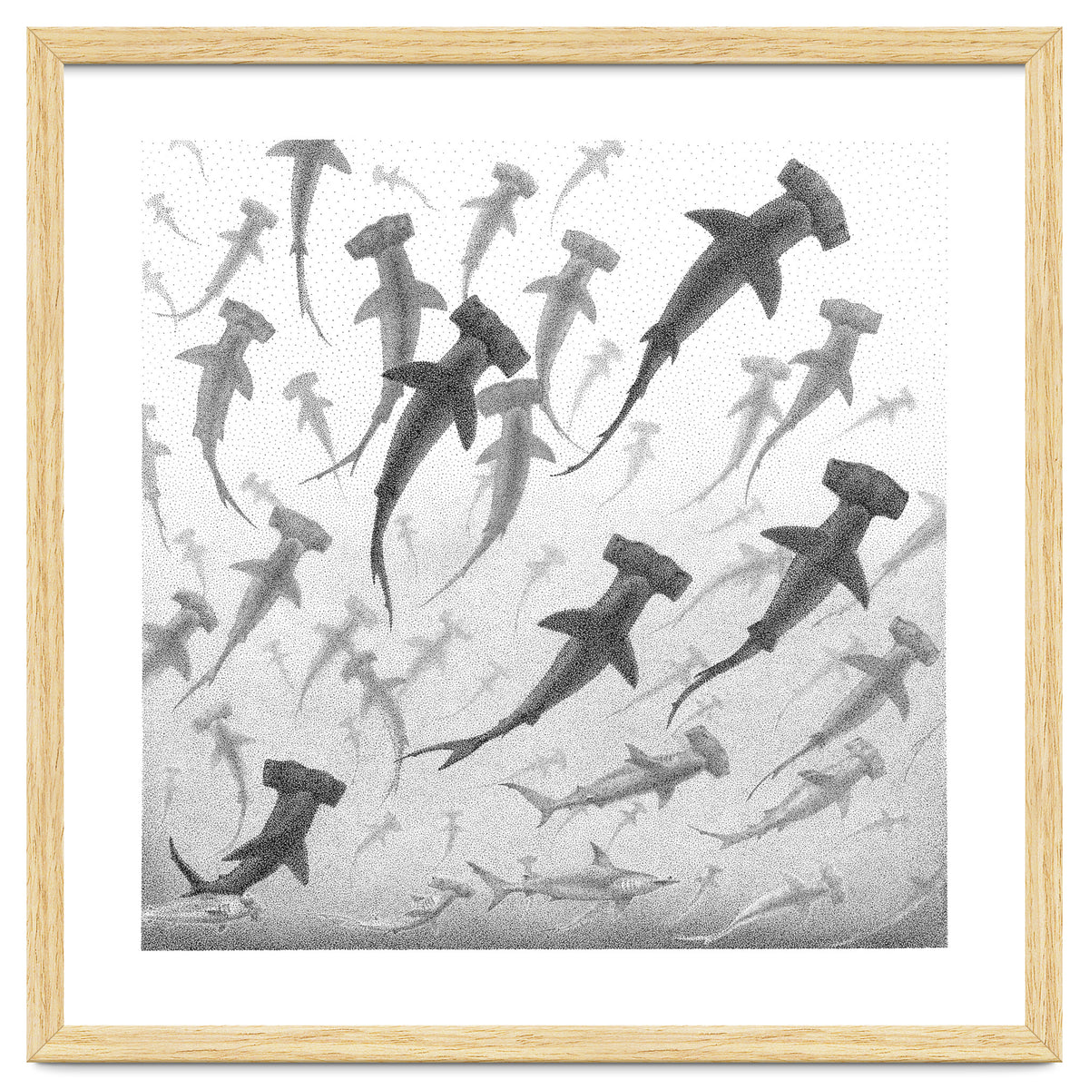Schooling Hammerheads