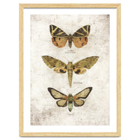 Butterflies VI