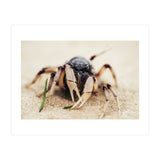 Almond Beach (Print Only) thumbnail