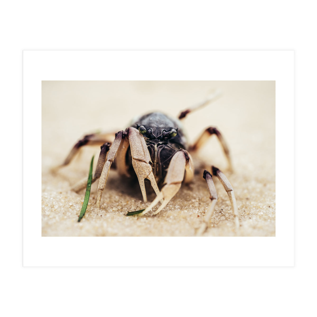 Almond Beach (Print Only)