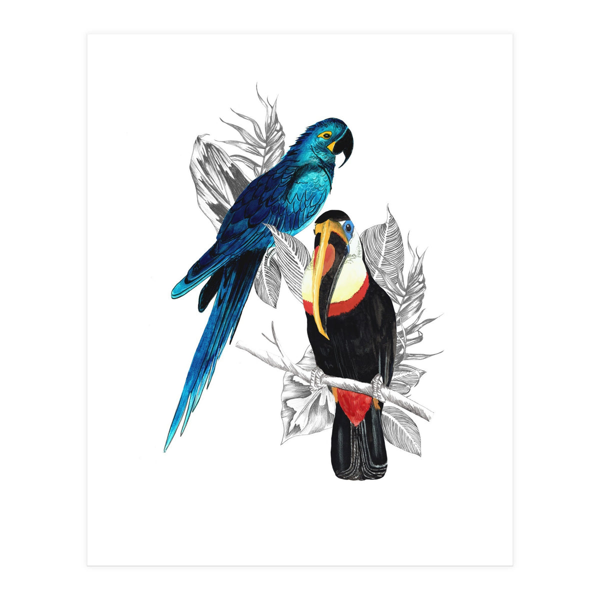 The Toucan and the Parrot (Print Only)
