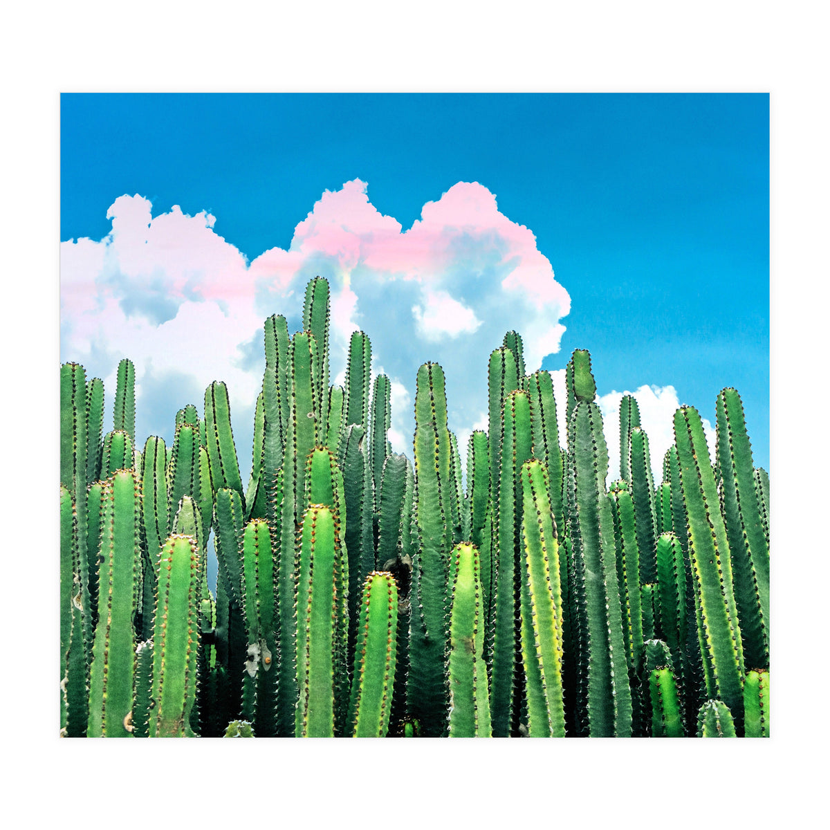Cactus Summer (Print Only)