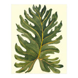 Monstera (Print Only) thumbnail