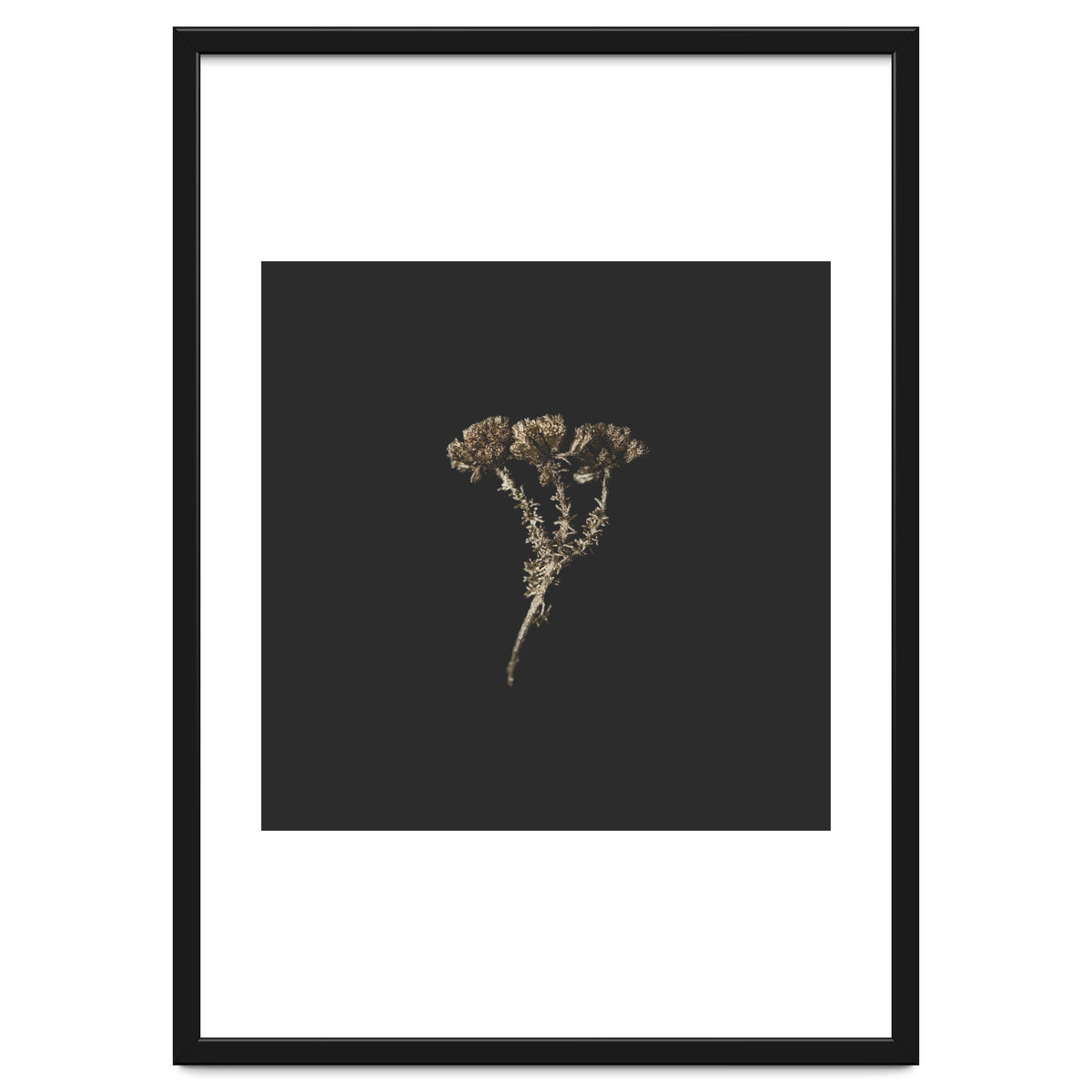 Gold Burst Botanicals - Square