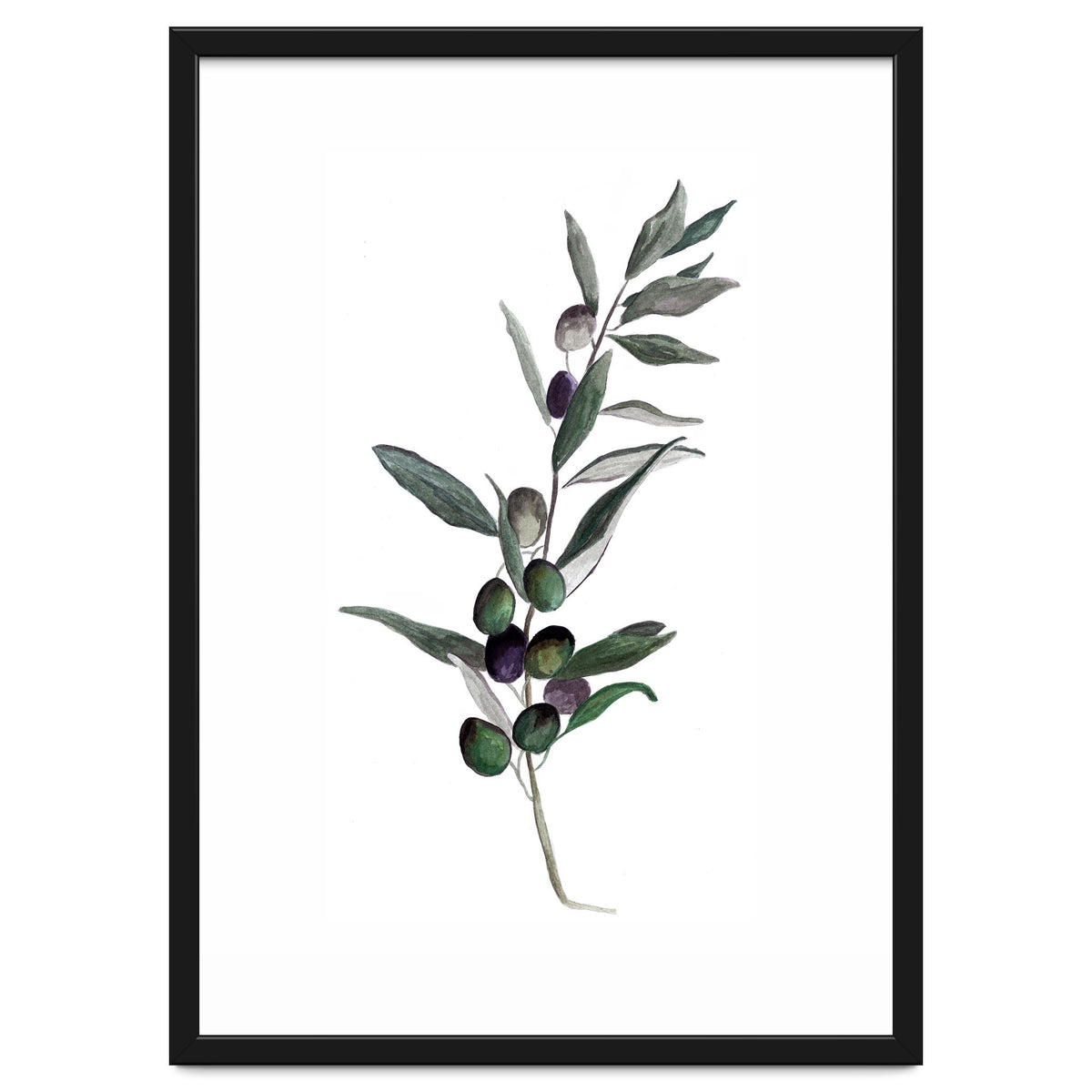 Botanical Illustration Olive