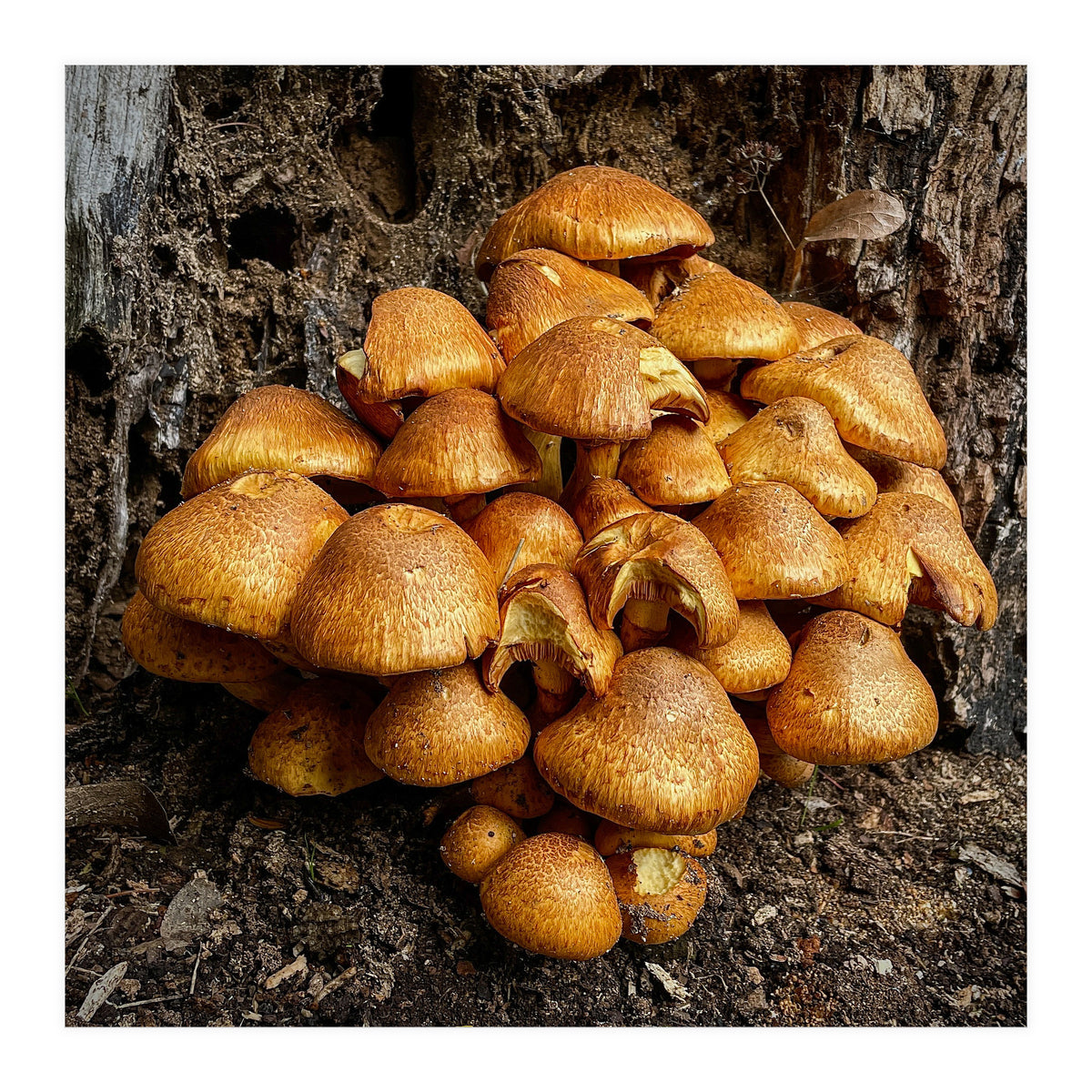 Tree Fungi  (Print Only)