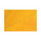 Autumn Leaf  (Print Only) thumbnail