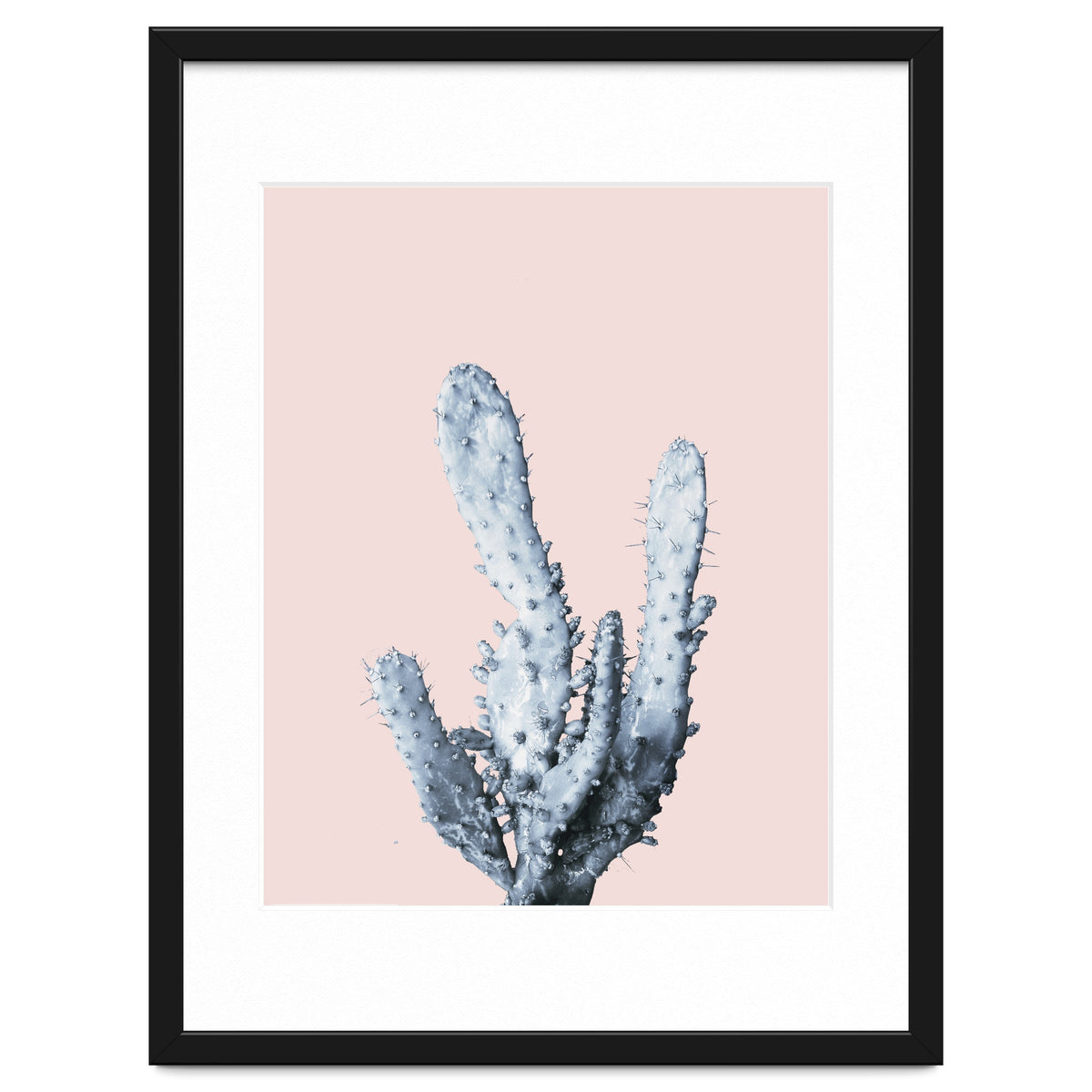 Cactus collection BL-I