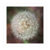 dandelion clock (Print Only) thumbnail
