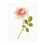 Cc Roses 01 (Print Only) thumbnail
