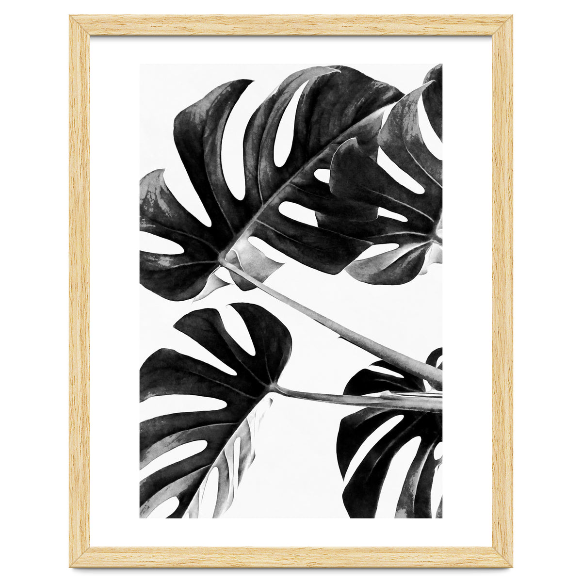 Monstera Black And White 05